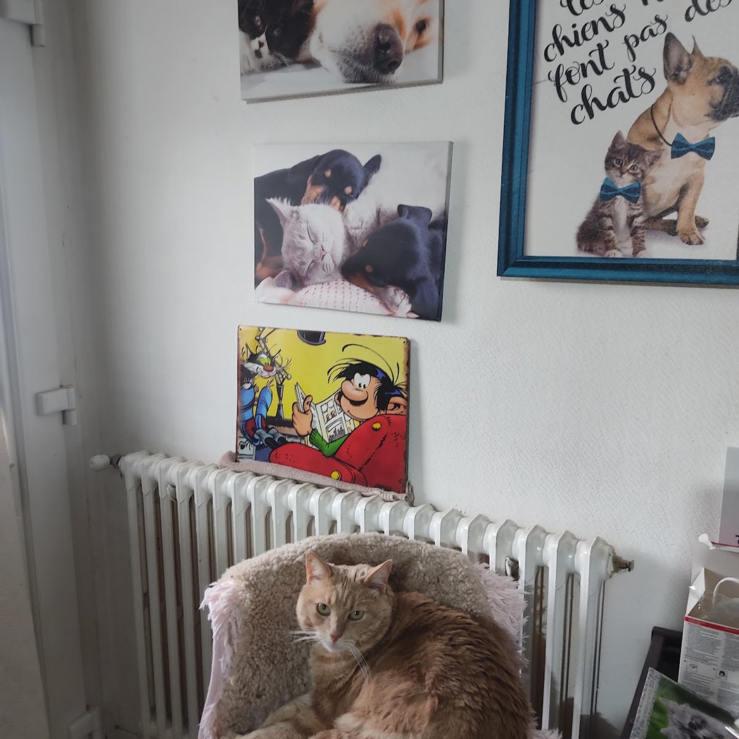 Pension familiale sans box pour chien et chat lanounoudespatounes 3